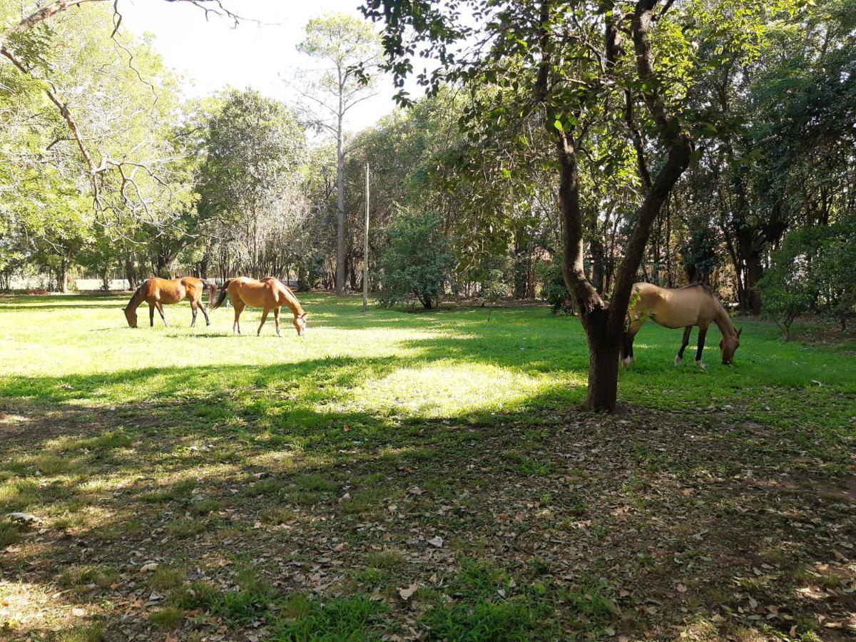 Spaequino La Colorada
